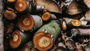 Mérule sur bois de chauffage