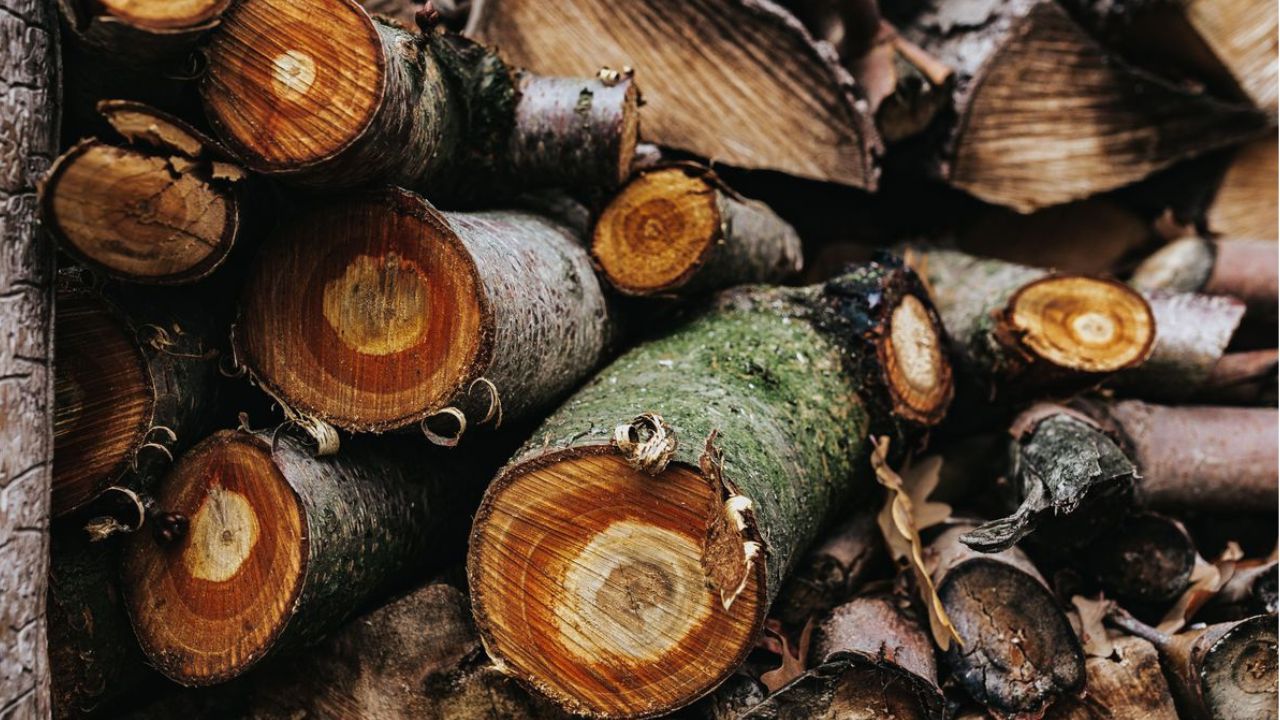 Mérule sur bois de chauffage