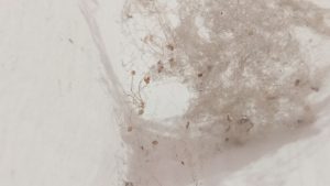 Larves de mites au plafond