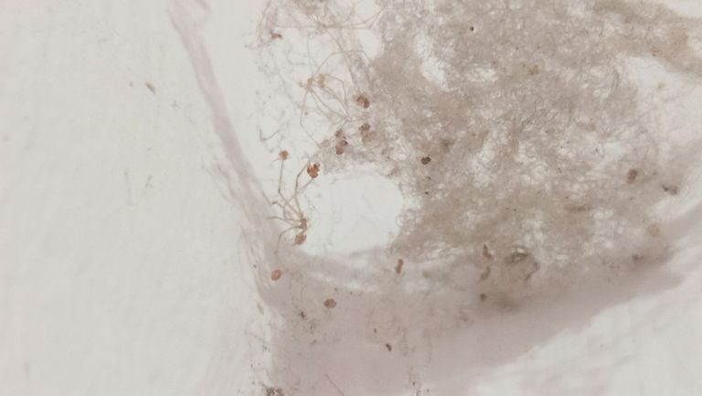 Larves de mites au plafond